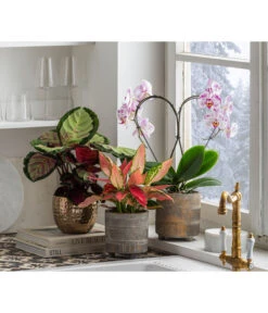 Dehner Beton-Übertopf Nola, Rund, Grau-kupfer -Compo Verkaufsgeschäft 6732499 6732929 6784912 WE MO 001 TopfNolaGold