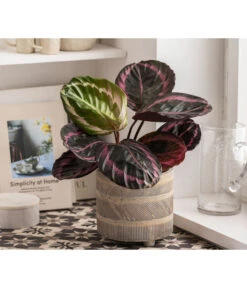 Dehner Beton-Übertopf Nola, Rund, Grau-kupfer -Compo Verkaufsgeschäft 6732499 WE MO 004 TopfNolaGold