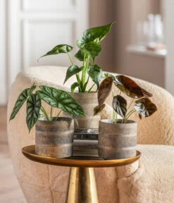 Dehner Beton-Übertopf Nola, Rund, Grau-kupfer -Compo Verkaufsgeschäft 6732515 WE MO 001 GlamourPaketNola