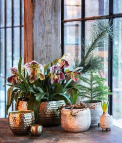 Frauenschuh - Paphiopedilum Hybride, Verschiedene Sorten -Compo Verkaufsgeschäft 6732606 6732499 6732515 6784912 6784920 6784938 WE MO 001 TopfNolaGoldGrauTopfSchaleKodyGold