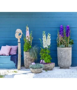 Rittersporn, Verschiedene Farben -Compo Verkaufsgeschäft 6732911 WE MO 001 KeramikPflanztopfRelicRittersporn