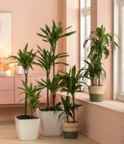 Drachenbaum - Dracaena Fragrans 'Rikki' -Compo Verkaufsgeschäft 6735286 WE MO 002 KorbPhil