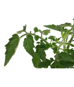 Sonnenparadeiser, Gelb -Compo Verkaufsgeschäft 6766794 WE DE 001 SonnentomateGelb