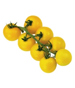 Sonnenparadeiser, Gelb -Compo Verkaufsgeschäft 6766794 WE FS 002 SonnentomateGelb