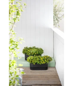 Elho Kunststoff-Topf Greenville, Ca. B20/B18/T49 Cm -Compo Verkaufsgeschäft 6768964 WE MO 002 ElhoKunststoffTopfGreenville