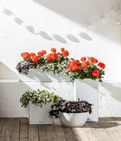 Schneeflockenblume -Compo Verkaufsgeschäft 6770721 8813206 8809592 8824500 WE MO 001 LechuzaSchaleCubetoStone 1