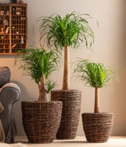 Dehner Holz-Korb Akira, Rund, Braun -Compo Verkaufsgeschäft 6788533 6788400 6788442 6788426 WE MO 001 TopfAkiraBraun