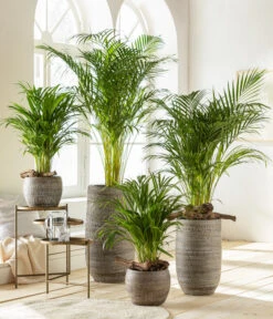 Goldfruchtpalme - Dypsis Lutescens -Compo Verkaufsgeschäft 6799894 6799910WE MO 001 VaseLanaBraun