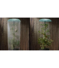 KHW Tomatenhut -Compo Verkaufsgeschäft 6818819 WE DE 001 Tomatenhut 2erSet