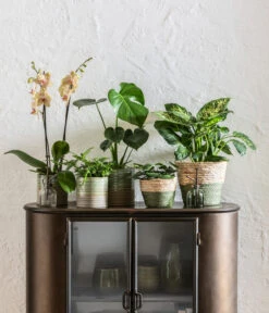 Dieffenbachie - Dieffenbachia Seguine Compacta -Compo Verkaufsgeschäft 6842892 6735286 6842892 6842900 WE MO 001 KorbPhilGruen