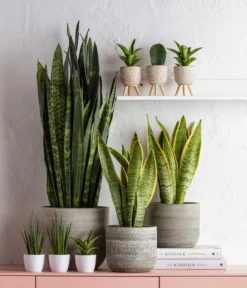 Dehner Beton-Übertopf Gaby, Rund, Ca. Ø7,5 Cm -Compo Verkaufsgeschäft 6874994 6875009 1584218 6733604 WE MO 001 TopfLucianGruen