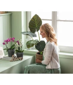 Dehner Keramik-Übertopf Nature Earth, Konisch, Grau, Ca. Ø14 Cm 7 Dehner Keramik-Übertopf Nature Earth, Konisch, Grau, Ca. Ø14 Cm -Compo Verkaufsgeschäft 6895577 WE MO 004 OrchideentopfNatureEarth