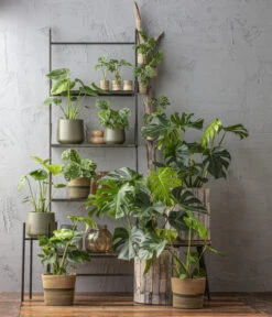 Fensterblatt - Monstera Deliciosa, Hydrokultur -Compo Verkaufsgeschäft 6924559 6904957 6924559 WE MO 001 Monstera