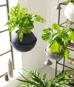 LECHUZA® BOLA Color, All-in-One Set -Compo Verkaufsgeschäft 6938724 6938708 6938732 6938815 6938807 6938823 WE MO 004 BolaColor