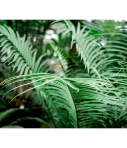 Floragard Aktiv Grünpflanzen- Und Palmenerde, 56 X 20 L -Compo Verkaufsgeschäft 6955793 WE MO 002 FloragardAktivGruenpflanzenundPalmenerde56x20l