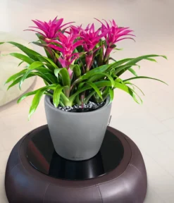 LECHUZA® CLASSICO LS, All-in-One-Set -Compo Verkaufsgeschäft 6962112 WE MO 02 LechuzaCLASSICOPremiumSilber