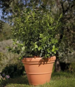 Farmet New Kunststoff-Topf Impruneta, Rund, Terrakotta, Inkl. Untersetzer -Compo Verkaufsgeschäft 6965271 WE MO 001 FarmetNewKunststoffBlumentopfImprunetarundterrakotta