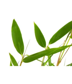 Schirmbambus -Compo Verkaufsgeschäft 7002678 PR DE 001 FargesiaNitidaBambus2LDehnerExpressHerzig