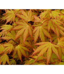 Fächerahorn 'Orange Dream' -Compo Verkaufsgeschäft 7007016 WE DE 002 AcerAhornOrangeDreamAllgreen