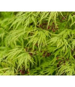 Grüner Schlitz-Ahorn 'Dissectum' -Compo Verkaufsgeschäft 7017528 DE DE 001 AcerPalmatumDissectumSchlitzahorn