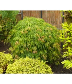 Grüner Schlitz-Ahorn 'Dissectum' -Compo Verkaufsgeschäft 7017643 WE MO 002 AcerAhornDissectumViridisAllgreen