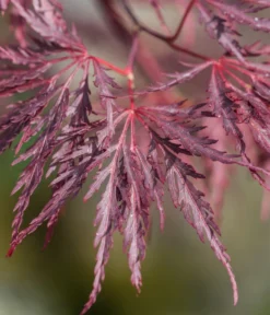 Dunkelroter Schlitz-Ahorn 'Dissectum Garnet', Ca. 30-40 Cm -Compo Verkaufsgeschäft 7018443 WE DE 001 AcerPalmatumDissectumGarnet 1