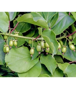 Kiwi 'Weiki®'