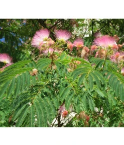 Seidenbaum - Seidenakazie 'Ombrella' -Compo Verkaufsgeschäft 7037922 PR DE 002 AlbiziaPixabay