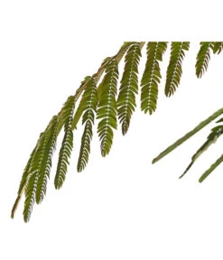 Seidenbaum - Seidenakazie 'Ombrella' -Compo Verkaufsgeschäft 7037922 PR DE SchlafbaumAlbiziaOmbrella24CDehnerExpressHerzig