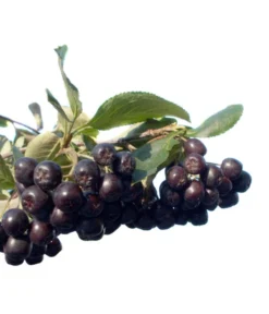 Apfelbeere, Aronia 'Nero' -Compo Verkaufsgeschäft 7045701 BildFS 001 AroniaAroniaMelanocarpaNero