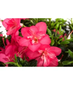 Japanische Azalee 'Anouk' -Compo Verkaufsgeschäft 7046576 WE DE 001 JapanischeAzaleeAnouk1L