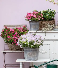 Japanische Azalee 'Anouk' -Compo Verkaufsgeschäft 7046576 WE MO 001 JapanischeAzaleeAnouk