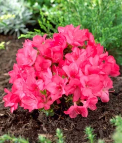 Japanische Azalee 'Anouk' -Compo Verkaufsgeschäft 7046576 WE MO 001 RhododendronOnbekend