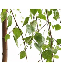 Trauer-Birke 'Youngii' -Compo Verkaufsgeschäft 7075419 WE DE 001 BetulaPendulaYoungiiTrauerBirke15LDehnerExpressHerzig