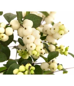 Blütenhecke 'White Hedge', 4er-Set -Compo Verkaufsgeschäft 7078074 WE DE 001 SymphoricarposSchneebeereWeiss