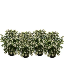 Blütenhecke 'White Hedge', 4er-Set