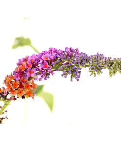 Sommerflieder 'Flower Power'