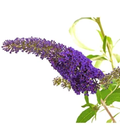 Sommerflieder 'Black Knight' -Compo Verkaufsgeschäft 7078918 WE DE 001 BuddlejaDavidiiBlaueSortenSommerflieder3LDehnerExpressHerzig