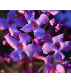 Sommerflieder 'Black Knight' -Compo Verkaufsgeschäft 7078918 WE DE 002 BuddleijaSommerflieder Pixabay