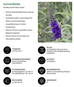Sommerflieder 'Black Knight' -Compo Verkaufsgeschäft 7078918 WE IG 001 Sommerflieder