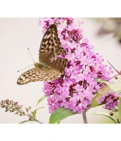 Sommerflieder, Verschiedene Sorten -Compo Verkaufsgeschäft 7078991 WE DE 001 BuddleijaSommerflieder Pixabay