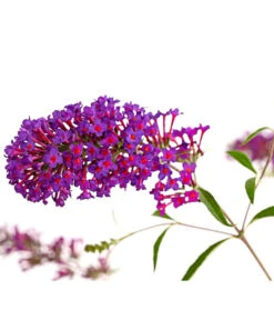 Sommerflieder, Verschiedene Sorten -Compo Verkaufsgeschäft 7078991 WE DE 001 BuddlejaDavidiiNanhoPurpleSommerflieder3LDehnerExpressHerzig