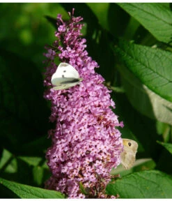 Sommerflieder, Verschiedene Sorten -Compo Verkaufsgeschäft 7078991 WE DE 003 BuddleijaSommerflieder Pixabay