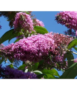 Sommerflieder, Verschiedene Sorten -Compo Verkaufsgeschäft 7078991 WE DE 004 BuddleijaSommerflieder Pixabay