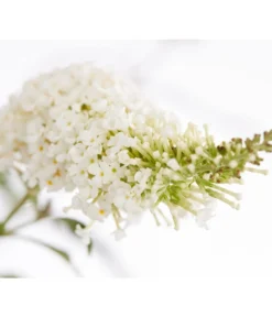 Sommerflieder -Compo Verkaufsgeschäft 7080179 WE DE 001 BuddlejaDavWeissDehnerExpressZS