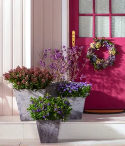 Liebesperlenstrauch 'Profusion' -Compo Verkaufsgeschäft 7084478 7084460 WE MO 001 Liebesperlenstrauch TopfElla