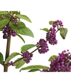 Liebesperlenstrauch 'Profusion' -Compo Verkaufsgeschäft 7084478 WE DE 006 CallicarpaSchoenfruchtBodinieriProfusion3L