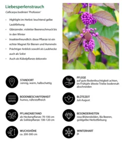 Liebesperlenstrauch 'Profusion' -Compo Verkaufsgeschäft 7084478 WE IG 001 Liebesperlenstrauch