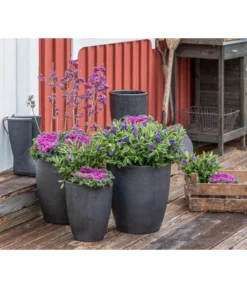 Liebesperlenstrauch 'Profusion' -Compo Verkaufsgeschäft 7084478 WE MO 001 Ciebesperlenstrauchallicarpa3L