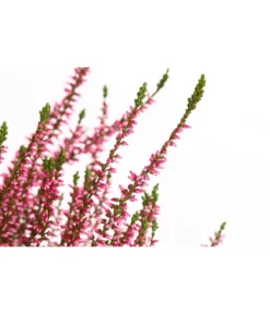 Knospenheide, Verschiedene Sorten -Compo Verkaufsgeschäft 7084932 WE DE 001 CallunaRenaKnospenheide